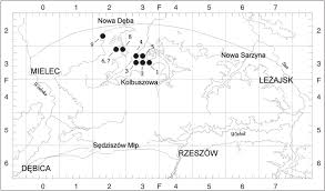 Distribution of Rubus divaricatus in the Kolbuszowa Plateau ...