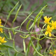 Rorippa sylvestris (creeping yellow-cress): Go Botany