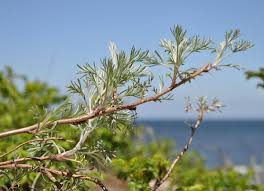 Artemisia campestris - Wikipedia