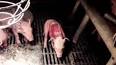 Video voor varkens levend gekookt