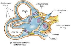 Image result for vestibule and semicircular canals