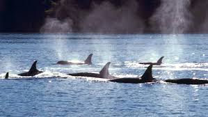 Image result for quebec city whale watching