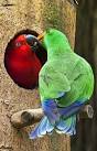 kaka 2 parrots kissing images animated graphics