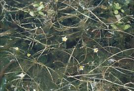 Ranunculus trichophyllus Image - Michigan Flora