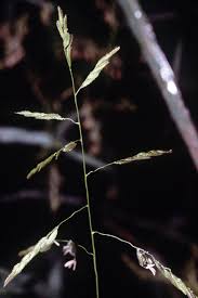 Leersia oryzoides - Wikipedia