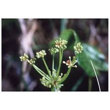 Genere Hydrocotyle - Flora Italiana