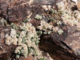 Paronychia capitata (L.) Lam. | Flora of Israel Online