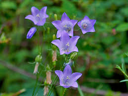 Campanula rotundifolia (Bluebell bellflower) | Native Plants of North ...