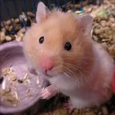 Résultat de recherche d'images pour 'image de hamster'