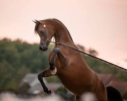 Image of Arabian horse