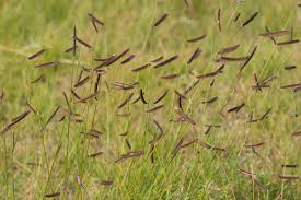 Image result for black grama grass