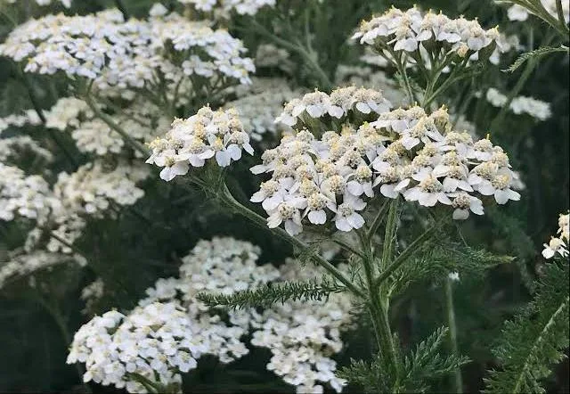 Alberta Native Plant Spotlight: Common Yarrow (Achillea ...