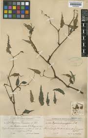 Image result for Begonia plumieri
  ( Plumieri Begonia )