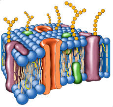Resultado de imagem para membranas biologicas