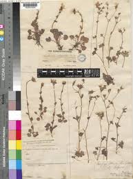 Saxifraga carpetana Boiss. & Reut. | Plants of the World Online ...