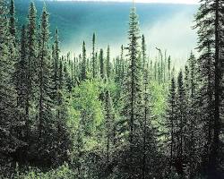 Boreal forests