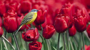 Bildresultat för flower and bird