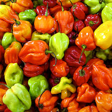 Image result for peppers