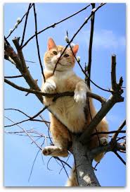 Image result for cats stuck in trees