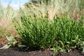 Salicornia - Wikipedia