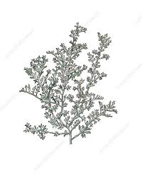 Artemisia gallica, illustration - Stock Image - C030/3842 - Science ...