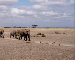 Image of Amboseli National Park, Kenya Dry Season