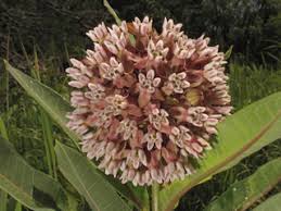Asclepias syriaca (Common milkweed) | Native Plants of North ...