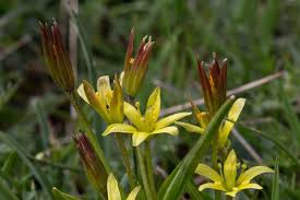 Gagea soleirolii - Pyrenees | Flora, Pyrenees, Plants