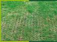 Laposentretien du sol de la pelouse par aration pour problme de