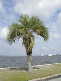 Pindo Palm : Butia capitata