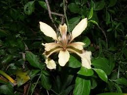 Iris foetidissima Calflora