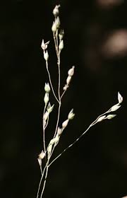 Milium vernale Bieb. | Flora of Israel Online