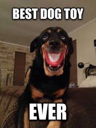 Best dog toy ever - dog meme | Funny Dirty Adult Jokes, Memes ... via Relatably.com