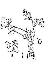 Plants Profile for Ranunculus pygmaeus (pygmy buttercup)