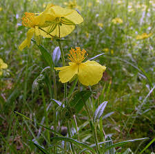 Sp. Helianthemum nummularium subsp. tomentosum - florae.it