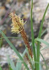 Carex flacca subsp. erythrostachys (Glacuous Sedge ...