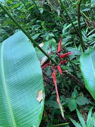 Image result for Heliconia secunda