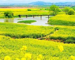 전남 청산도 서편제 촬영지 유채꽃밭 풍경, AI로 생성