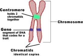 Image result for chromosome