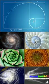 Image result for fibonacci series and golden ratio