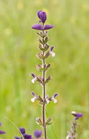 Salvia viridis - Wikipedia