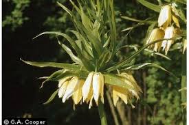 Plants Profile for Fritillaria imperialis (imperial fritillary)