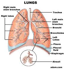 Image result for images of lungs