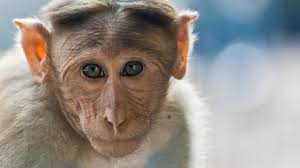 Monkeys master a key sign of self-awareness: recognizing their ...