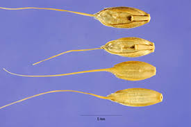 Plants Profile for Lolium temulentum (Darnel ryegrass)