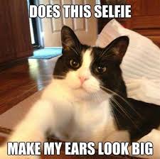 9 Magnificent Meme Monday Cat Memes - Petcentric by Purina via Relatably.com