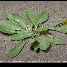 Rorippa austriaca (Austrian yellow-cress): Go Botany