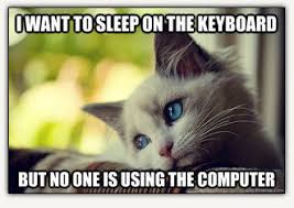Cat Memes are Hilarious and Awesome via Relatably.com
