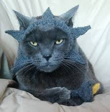 Image result for cats with sculpted haircuts