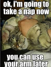 Sleeping Cat Meme | Funny Pictures, Quotes, Memes, Jokes via Relatably.com